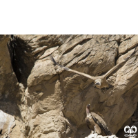 گونه کرکس Eurasian Griffon Vulture